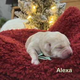 Alexa - Yellow female Labrador Retriever puppy in Tigard, Oregon from Morrison Labrador Retreivers