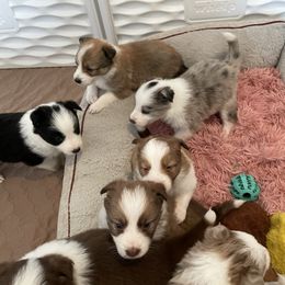 Australian Shepherd and Border Collie Puppies from Wiggles 4 Life