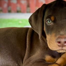 Doberman Pinschers from Devoted Doberman