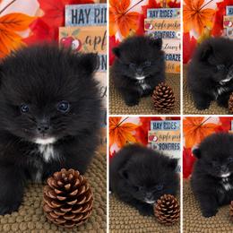 AKC Cole - Teddy bear - Black male Pomeranian puppy in Byron, Georgia from Tracys Pom Palace