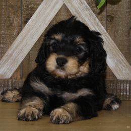 Chloe's Pink Collar Girl 2350.00 - Tri-color female Bernedoodle puppy in Alvin, Texas from JP Southern Doodles