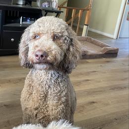 Goldendoodle puppies from Mahaffey’s Doodles