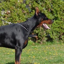 Wukasin - Doberman Pinscher