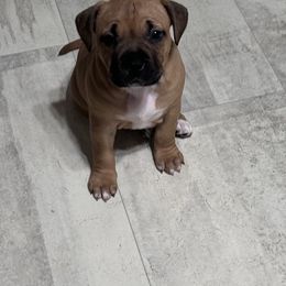 American Pit Bull Terrier Puppies from Floss Dog Kennels