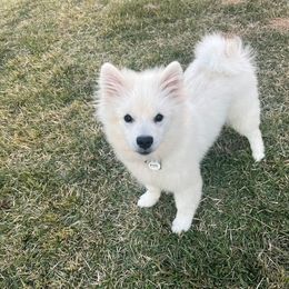 Bravo - White male Keeshond puppy in Fayetteville, Tennessee from Erbekees-Keeshonden