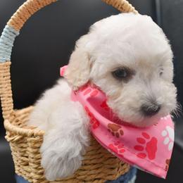 Laura (AKC) - White female Poodle puppy in Rainbow City, Alabama from Misioh Poodles
