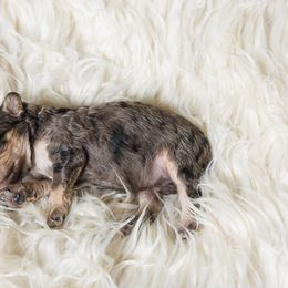 Cavapoo Puppies from Luxe Cavapoo