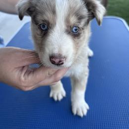 American Corgi, Australian Shepherd, and Pembroke Welsh Corgi Puppies from Fluffy Butt Acres