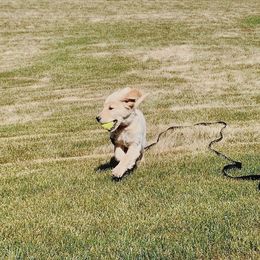 Golden Retriever Puppies from Barb Felt's Golden Retrievers