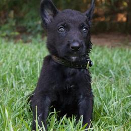 Male 3 - Black brindle male Dutch Shepherd puppy in Fayetteville, North Carolina from Iron Sight K9s