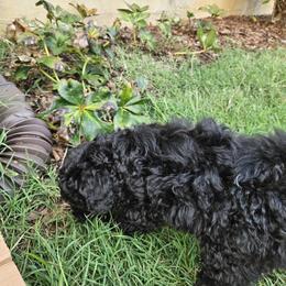 Havapoo Puppies from Derbyville Havapoos