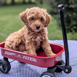 Aussiedoodle, Australian Shepherd, Bernedoodle, Cavapoo, Cockapoo, and Poodle Puppies from Sis' Doodles & Poodles