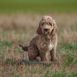 "1st litter born 2023" Poodle Puppies from Pipers Standard Poodles and Doodles