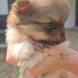 River - Chocolate parti male Pomeranian puppy in Gun Barrel City, Texas from Petite Poms