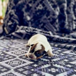 N-6 - Red speckled female Australian Cattle Dog puppy in Spokane, Washington from 4D Cattle Dogs