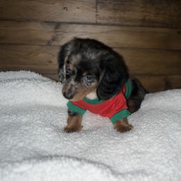 Dachshund and French Bulldog Puppies from Trust Fund Devil Kennel