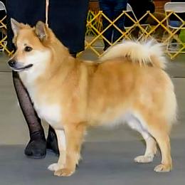 Flame - Icelandic Sheepdog