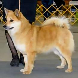 Flame - Icelandic Sheepdog