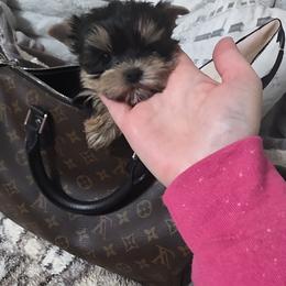 Molly - Black and tan female Yorkshire Terrier puppy in Michigan from Breny