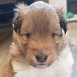 Shetland Sheepdog Puppies from Enlia Shelties