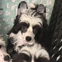 Shark - Black and white male Chinese Crested puppy in New Smyrna Beach, Florida from FronkLinn Kennel