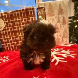Bahamas - Chocolate female Shih Tzu puppy in Success, Missouri from Sweet Success
