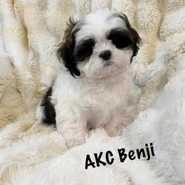 AKC Benji - Brindle and white male Shih Tzu puppy in Greenville, South Carolina from Babyface Shih Tzu