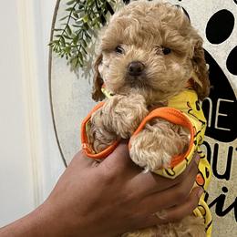 Bernedoodles, Cavapoos, and Cockapoos from Doodley doodles