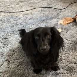 Missy - Dachshund