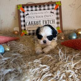 Boy3 - Black and white male Shih Tzu puppy in Hibbing, Minnesota from Iron Range Shih Tzu and Puppies