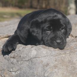 Dawn - Black Labrador Retriever puppy in Buffalo Valley, Tennessee from Buffalo Valley Breeders