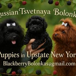 Russian Tsvetnaya Bolonka puppies from BlackberryBRT