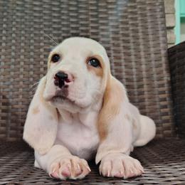 Lincoln - Lemon and white male Basset Hound puppy in Newton Grove, North Carolina from MGA Basset Hound