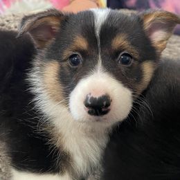 Abilene - Black and tan Pembroke Welsh Corgi puppy in Berkeley Springs, West Virginia from Hummingbird Farm
