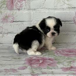 Flora - Black and white female Shih Tzu puppy in Shawnee, Oklahoma from Black Velvet Shih Tzu