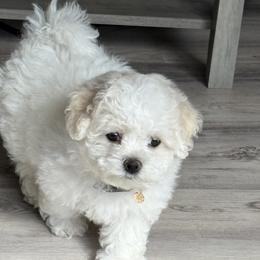 Bichon Frise puppies from My Beautiful Bichons