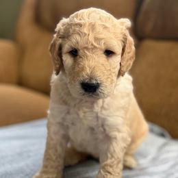 Earth - Cream male Poodle puppy in St. Johnsbury, Vermont from Poodles of the Northern Woods