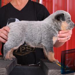 Zinc - Blue female Australian Cattle Dog puppy in Deer Lodge, Tennessee from Littletrouble Cattle Dogs