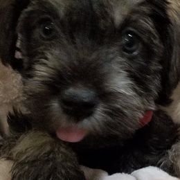 Miniature Schnauzers from R & R Schnauzers