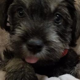 Miniature Schnauzers from R & R Schnauzers