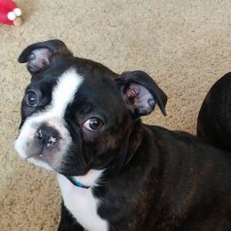 Boston Terriers from Terry Anderson
