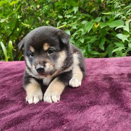 Susie - Black and tan female Shiba Inu puppy in Illinois from Precious-Puppies