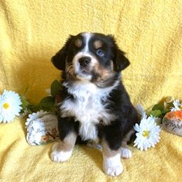 Miniature Australian Shepherd Puppies from Liberty Luck Mini Aussies