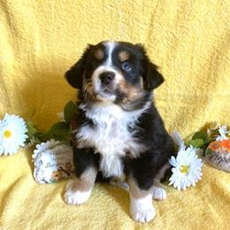 Miniature Australian Shepherd Puppies from Liberty Luck Mini Aussies