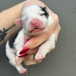 King - White and black male Pembroke Welsh Corgi puppy in East Oakdale, California from Rhettro Kennels