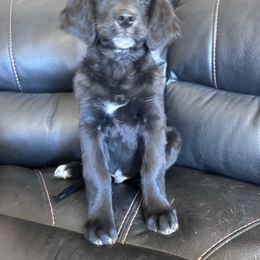 Boy 3 - male Golden Mountain Dog puppy in Wyoming from Great Basin BMD