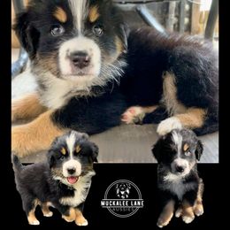 Emmett - Black tri-color male Australian Shepherd puppy in Albany, Georgia from Muckalee Lane Aussies