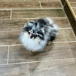 Jenny - Blue merle female Pomeranian puppy in Hot Springs, Arkansas from Pomeranian Empire