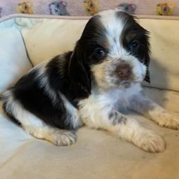 Girl 1 - Brown and white female Cocker Spaniel puppy in Gadsden, Alabama from Rich Cat’s