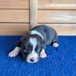 Niles Crane - Brindle and white male American Corgi puppy in Shawnee, Oklahoma from Sunray Ranch